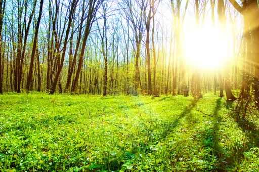 Green Forest Wall Decal