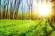 Green Forest Wall Decal
