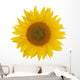 Sunflower Wall Mural