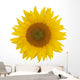 Sunflower Wall Mural