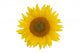 Sunflower Wall Mural