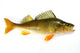 perch Wall Decal