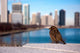 Sparrow Wall Decal