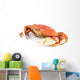 dungeness crab Wall Decal