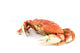 dungeness crab Wall Decal