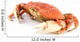 dungeness crab Wall Decal
