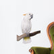 Cockatoo, half Citron half Umbrella, isolated on white Wall Decal