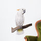 Cockatoo, half Citron half Umbrella, isolated on white Wall Decal