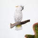 Cockatoo, half Citron half Umbrella, isolated on white Wall Decal