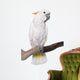 Cockatoo, half Citron half Umbrella, isolated on white Wall Decal