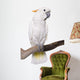 Cockatoo, half Citron half Umbrella, isolated on white Wall Decal