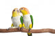 Caique, White Bellied, isolated on white Wall Decal