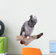 African Grey Parrot Wall Decal