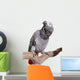African Grey, Congo, isolated on white Wall Decal
