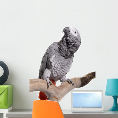 African Grey Parrot Wall Decal shown on a wall
