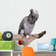 African Grey, Congo, isolated on white Wall Decal