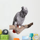 African Grey, Congo, isolated on white Wall Decal