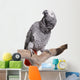 African Grey, Congo, isolated on white Wall Decal