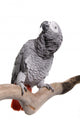 African Grey, Congo, isolated on white Wall Decal