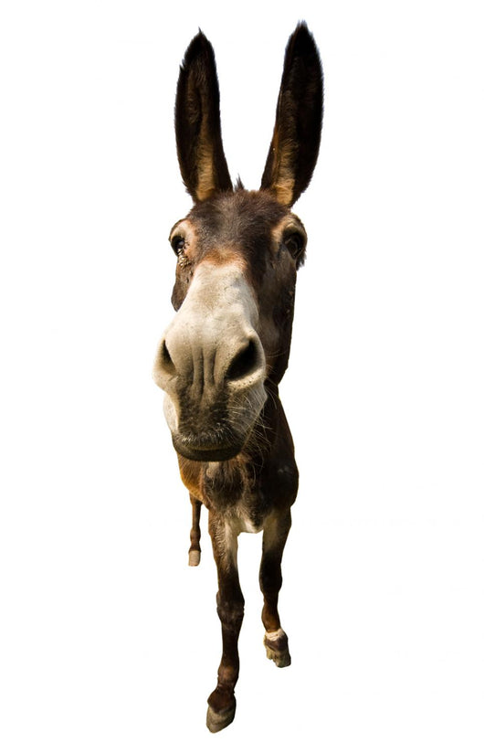 funny donkey with long ears Wall Decal
