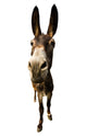 funny donkey with long ears Wall Decal