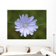 Cvete Wall Mural