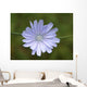 Cvete Wall Mural