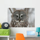 Great Gray Owl up Wall Mural
