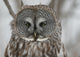 Great Gray Owl up Wall Mural