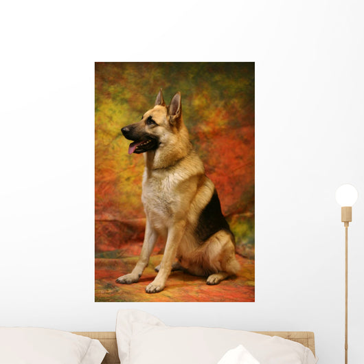 German Shepherd Sitting Wall Mural