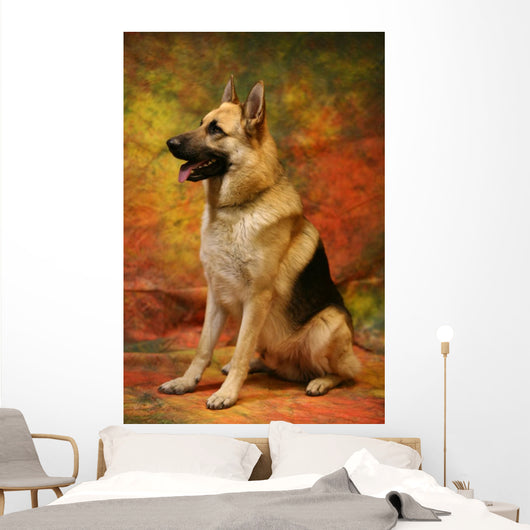 German Shepherd Sitting Wall Mural