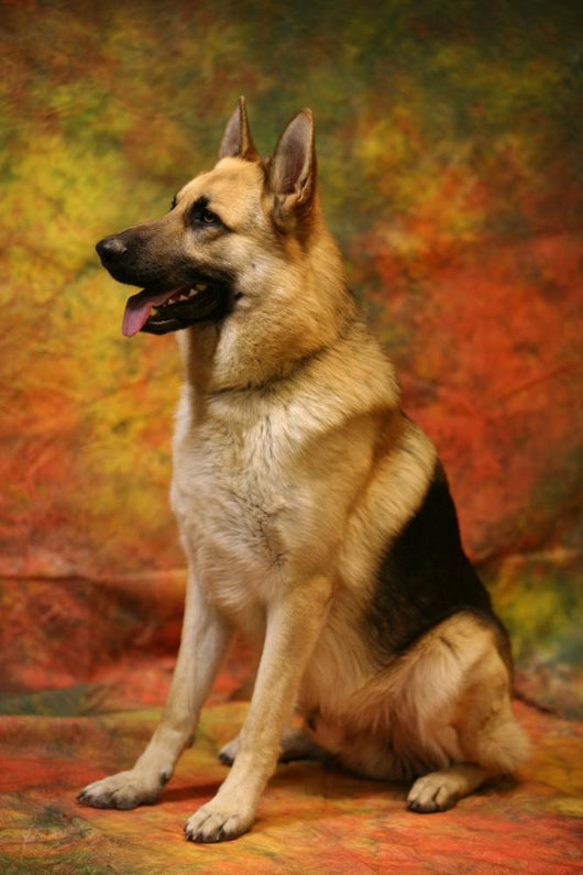 German Shepherd Sitting Wall Mural