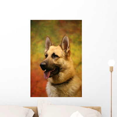 German Shepherd Dog Wall Mural shown on a wall