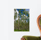 Colorado Aspens Wall Mural