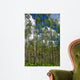Colorado Aspens Wall Mural