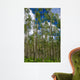 Colorado Aspens Wall Mural