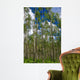 Colorado Aspens Wall Mural