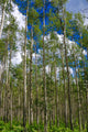 Colorado Aspens Wall Mural