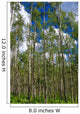Colorado Aspens Wall Mural