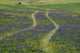 Grape Hyacinths Cover Original Wall Mural