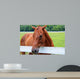 Beautiful Smokey Mountain Horse Wall Mural