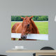 Beautiful Smokey Mountain Horse Wall Mural