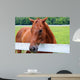 Beautiful Smokey Mountain Horse Wall Mural
