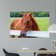 Beautiful Smokey Mountain Horse Wall Mural