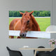 Beautiful Smokey Mountain Horse Wall Mural