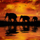 Elephants on a Beautiful Sunset Background Wall Mural