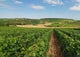 Vineyard Aubois Gye Sur Wall Decal
