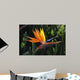 bird of paradise Wall Mural