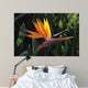 bird of paradise Wall Mural