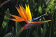 bird of paradise Wall Mural